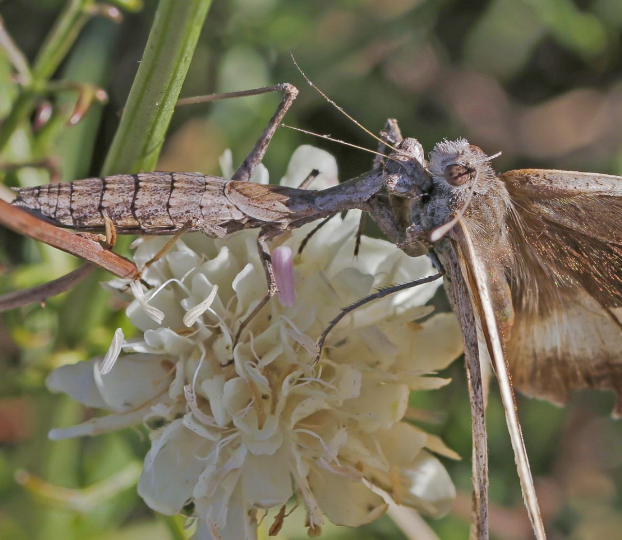 Ameles decolor preda Chazara briseis